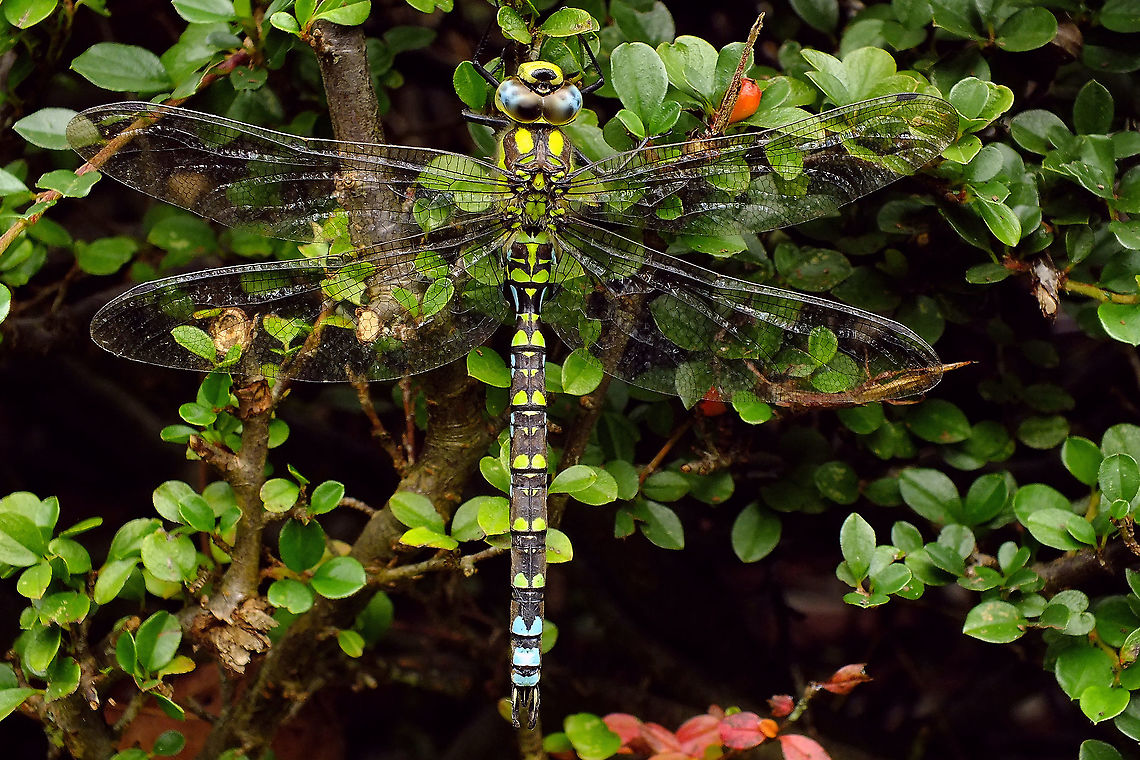 Aeshna cyanea - Male These are flying around in the garden quite regularly, but seldom a chance to get a picture ... finally one was sitting still for a while (cold day) :o)<br />
Portrait here:<br />
<figure class="photo"><a href="https://www.jungledragon.com/image/102646/aeshna_cyanea_-_portrait.html" title="Aeshna cyanea - Portrait"><img src="https://s3.amazonaws.com/media.jungledragon.com/images/3043/102646_thumb.jpg?AWSAccessKeyId=05GMT0V3GWVNE7GGM1R2&Expires=1770854410&Signature=xERiQxQNTvEp6cCerZY4SrlOEzo%3D" width="200" height="114" alt="Aeshna cyanea - Portrait Full critter here:<br />
https://www.jungledragon.com/image/102647/aeshna_cyanea_-_male.html Aeshna,Aeshna cyanea,Aeshnidae,Jane's garden,Odonata,Southern Hawker,compound eyes,nl: Blauwe glazenmaker" /></a></figure> Aeshna,Aeshna cyanea,Aeshnidae,Jane's garden,Odonata,Southern Hawker,nl: Blauwe glazenmaker