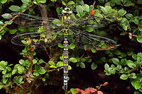 Aeshna cyanea - Male These are flying around in the garden quite regularly, but seldom a chance to get a picture ... finally one was sitting still for a while (cold day) :o)<br />
Portrait here:<br />
https://www.jungledragon.com/image/102646/aeshna_cyanea_-_portrait.html Aeshna,Aeshna cyanea,Aeshnidae,Jane's garden,Odonata,Southern Hawker,nl: Blauwe glazenmaker