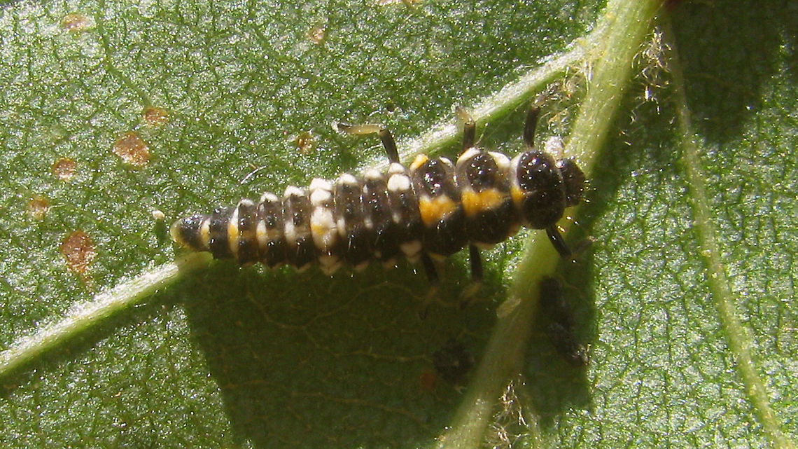 Oenopia impustulata - Larva Some nine years ago, in 2011, I had a chance to shoot images of the rare Oenopia impustulata and its development, thanks to Lo Troisfontaine who kindly sent me a female that deposited some eggs in her &quot;flight case&quot;. At the time I had just bought a new camera because my old trusty 4Mpx Olympus 480u had (mostly) died on me. The Canon 100SX I bought proved to be a total waste of good money and I have never had the stomach to work through the series of images of this rare species that I shot with that camera as every single image just adds and adds to the frustration. Last week someone asked me if I really didn&#039;t have images of the imago, so I manned up and worked through the series. Well ... might as well dump the meager results here as well than... Coccinellidae,Coccinellinae,Ladybird,Larva,Oenopia,Oenopia impustulata,nl: Ongevlekt lieveheersbeestje