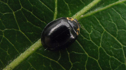 Oenopia impustulata - Dorsal Some nine years ago, in 2011, I had a chance to shoot images of the rare Oenopia impustulata and its development, thanks to Lo Troisfontaine who kindly sent me a female that deposited some eggs in her "flight case". At the time I had just bought a new camera because my old trusty 4Mpx Olympus 480u had (mostly) died on me. The Canon 100SX I bought proved to be a total waste of good money and I have never had the stomach to work through the series of images of this rare species that I shot with that camera as every single image just adds and adds to the frustration. Last week someone asked me if I really didn't have images of the imago, so I manned up and worked through the series. Well ... might as well dump the meager results here as well than... Coccinellidae,Coccinellinae,Ladybird,Oenopia,Oenopia impustulata,nl: Ongevlekt lieveheersbeestje