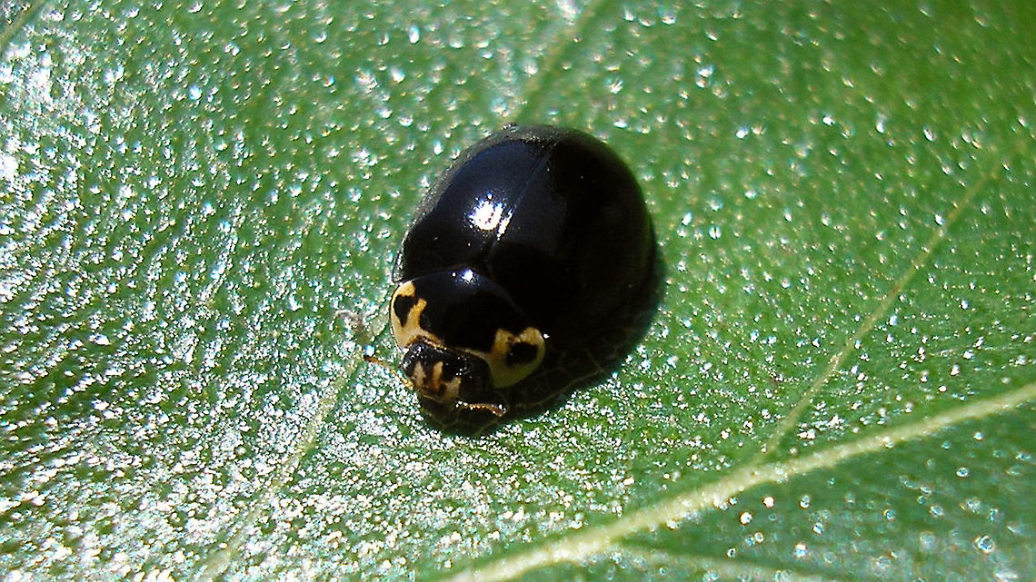 Oenopia impustulata - Bright sunlight Some nine years ago, in 2011, I had a chance to shoot images of the rare Oenopia impustulata and its development, thanks to Lo Troisfontaine who kindly sent me a female that deposited some eggs in her "flight case". At the time I had just bought a new camera because my old trusty 4Mpx Olympus 480u had (mostly) died on me. The Canon 100SX I bought proved to be a total waste of good money and I have never had the stomach to work through the series of images of this rare species that I shot with that camera as every single image just adds and adds to the frustration. Last week someone asked me if I really didn't have images of the imago, so I manned up and worked through the series. Well ... might as well dump the meager results here as well than... Coccinellidae,Coccinellinae,Ladybird,Oenopia,Oenopia impustulata,nl: Ongevlekt lieveheersbeestje