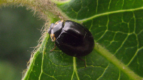 Oenopia impustulata Some nine years ago, in 2011, I had a chance to shoot images of the rare Oenopia impustulata and its development, thanks to Lo Troisfontaine who kindly sent me a female that deposited some eggs in her "flight case". At the time I had just bought a new camera because my old trusty 4Mpx Olympus 480u had (mostly) died on me. The Canon 100SX I bought proved to be a total waste of good money and I have never had the stomach to work through the series of images of this rare species that I shot with that camera as every single image just adds and adds to the frustration. Last week someone asked me if I really didn't have images of the imago, so I manned up and worked through the series. Well ... might as well dump the meager results here as well than... Coccinellidae,Coccinellinae,Ladybird,Oenopia,Oenopia impustulata,nl: Ongevlekt lieveheersbeestje