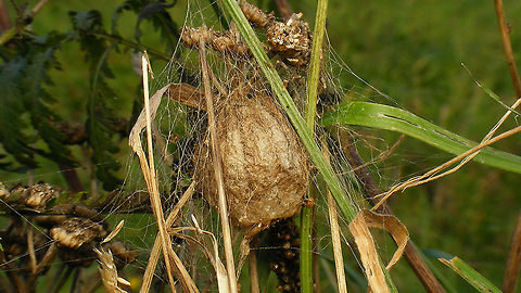 Argiope bruennichi - Egg sac  Araneae,Araneidae,Argiope,Argiope bruennichi,Egg sac,Geotagged,Netherlands,Wasp spider,nl: Wespspin