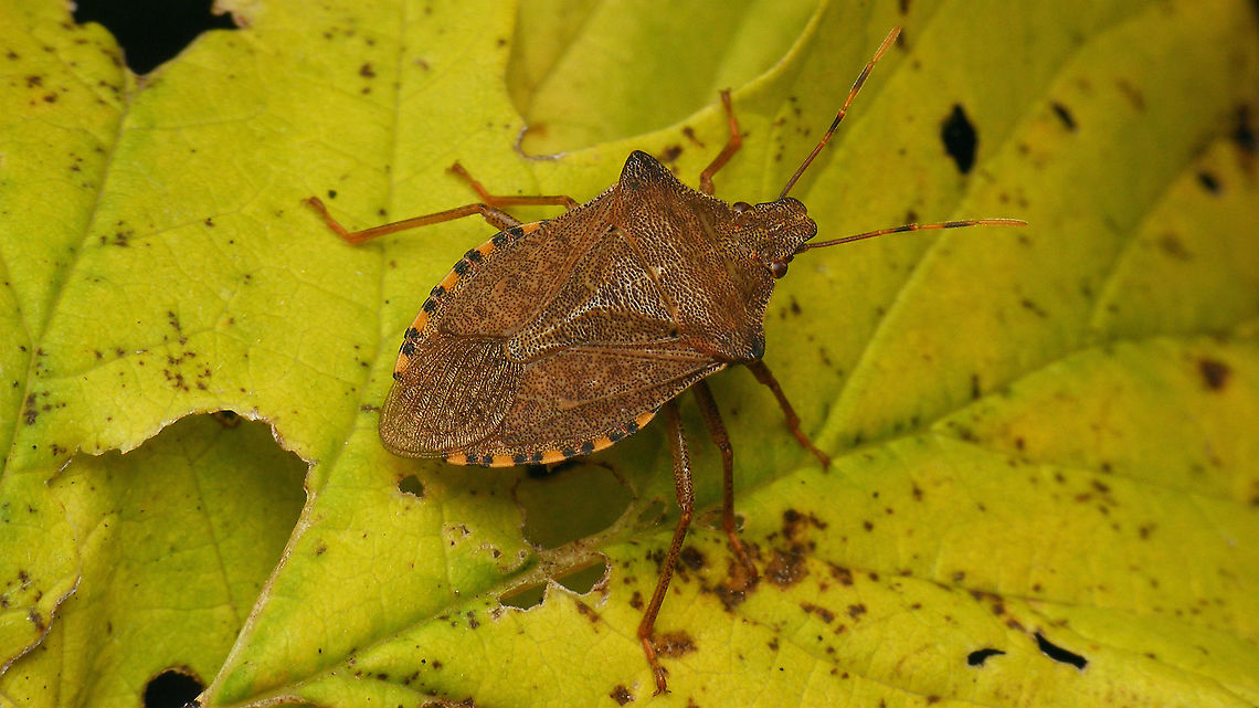 Arma custos Portrait of same critter here:<br />
<figure class="photo"><a href="https://www.jungledragon.com/image/103169/arma_custos_-_portrait.html" title="Arma custos - Portrait"><img src="https://s3.amazonaws.com/media.jungledragon.com/images/3043/103169_thumb.jpg?AWSAccessKeyId=05GMT0V3GWVNE7GGM1R2&Expires=1767225610&Signature=vE7i9s8tRmtp8hh25fs9GfNOMhw%3D" width="200" height="114" alt="Arma custos - Portrait Full view here:<br />
https://www.jungledragon.com/image/103168/arma_custos.html Arma,Arma custos,Asopinae,Dock Leaf Bug,Geotagged,Hemiptera,Heteroptera,Netherlands,Pentatomidae,nl: Snuitkeverschildwants" /></a></figure> Arma,Arma custos,Asopinae,Dock Leaf Bug,Geotagged,Hemiptera,Heteroptera,Netherlands,Pentatomidae,nl: Snuitkeverschildwants