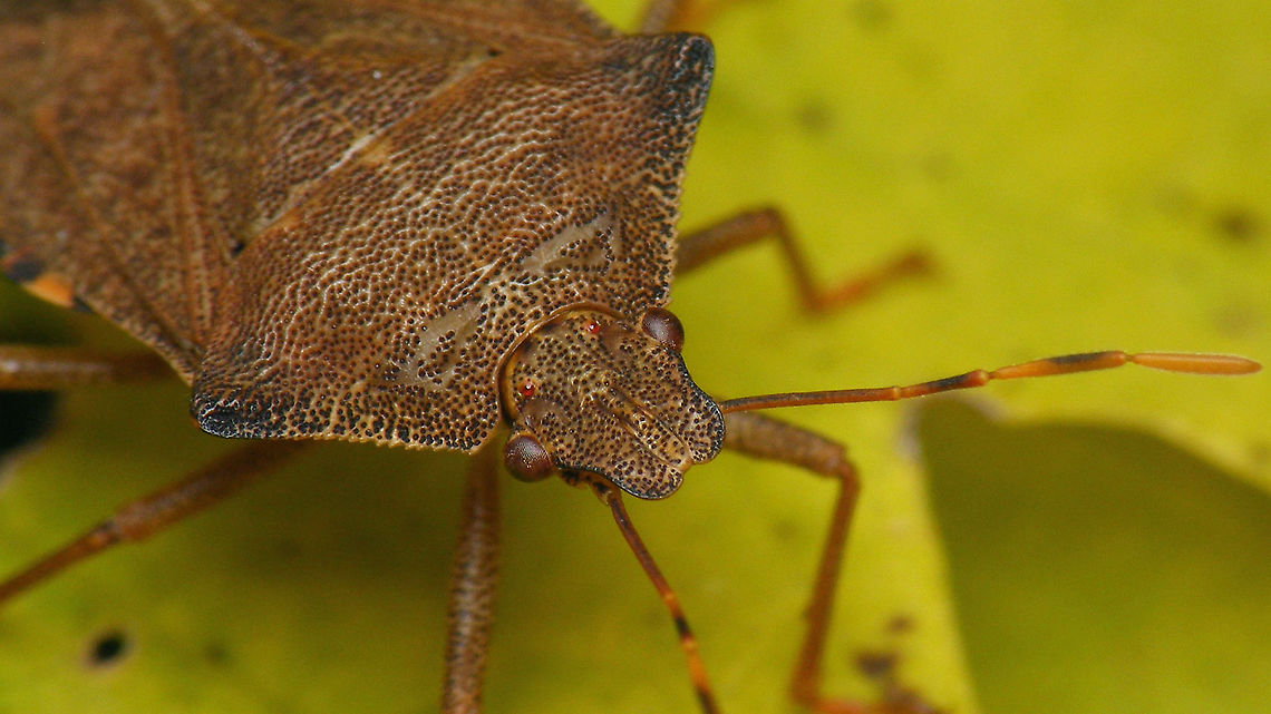 Arma custos - Portrait Full view here:<br />
<figure class="photo"><a href="https://www.jungledragon.com/image/103168/arma_custos.html" title="Arma custos"><img src="https://s3.amazonaws.com/media.jungledragon.com/images/3043/103168_thumb.jpg?AWSAccessKeyId=05GMT0V3GWVNE7GGM1R2&Expires=1767225610&Signature=H1IfyAh1ueGowPsmfbZ8BfQh8pM%3D" width="200" height="114" alt="Arma custos Portrait of same critter here:<br />
https://www.jungledragon.com/image/103169/arma_custos_-_portrait.html Arma,Arma custos,Asopinae,Dock Leaf Bug,Geotagged,Hemiptera,Heteroptera,Netherlands,Pentatomidae,nl: Snuitkeverschildwants" /></a></figure> Arma,Arma custos,Asopinae,Dock Leaf Bug,Geotagged,Hemiptera,Heteroptera,Netherlands,Pentatomidae,nl: Snuitkeverschildwants