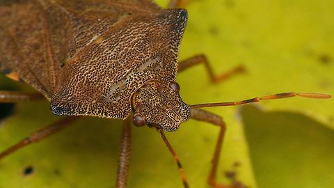 Arma custos - Portrait Full view here:
https://www.jungledragon.com/image/103168/arma_custos.html Arma,Arma custos,Asopinae,Dock Leaf Bug,Geotagged,Hemiptera,Heteroptera,Netherlands,Pentatomidae,nl: Snuitkeverschildwants