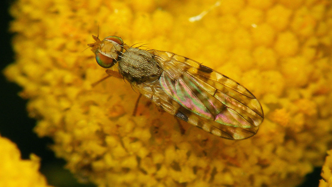 Dioxyna bidentis  Brachycera,Dioxyna,Dioxyna bidentis,Diptera,Fruit fly,Geotagged,Netherlands,Tephritidae,Tephritinae,Tephritini,nl: Tandzaadboorvlieg