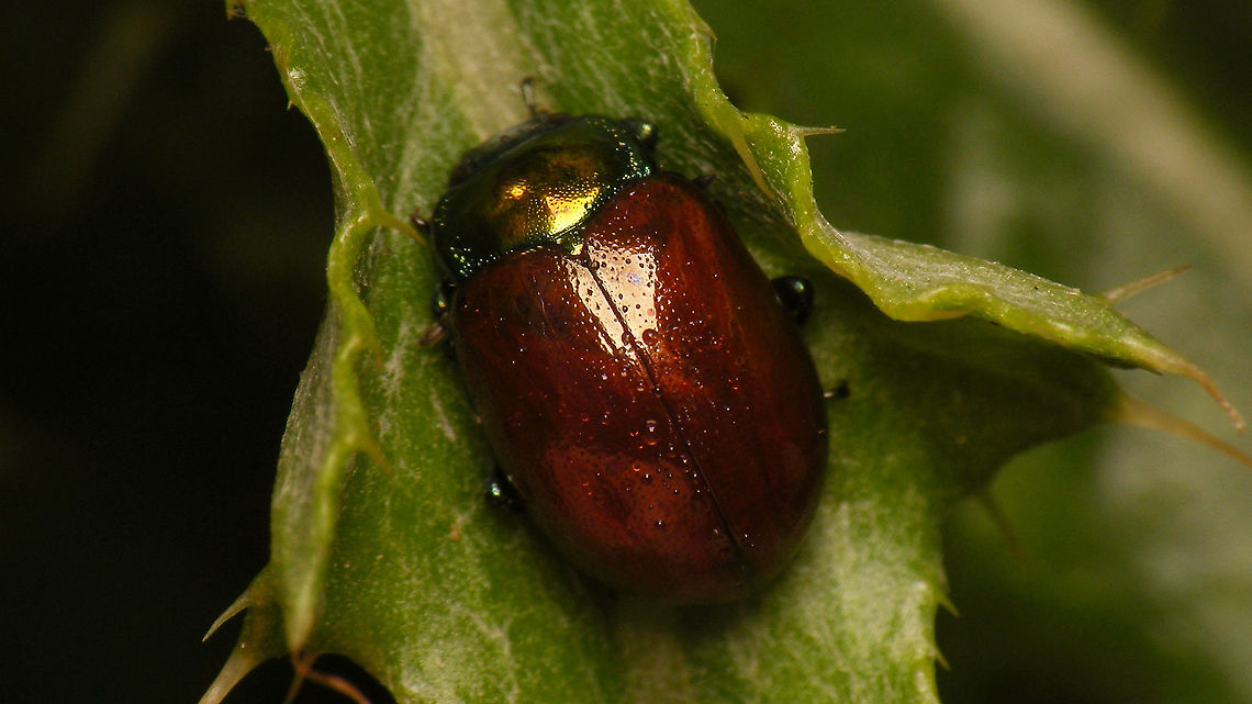 Chrysolina polita  Chrysolina,Chrysolina polita,Chrysomelidae,Chrysomelinae,Geotagged,Leaf beetle,Netherlands,nl: Moertje