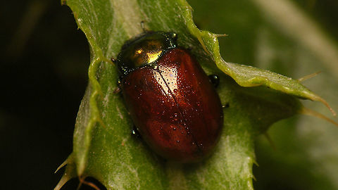 Chrysolina polita  Chrysolina,Chrysolina polita,Chrysomelidae,Chrysomelinae,Geotagged,Leaf beetle,Netherlands,nl: Moertje