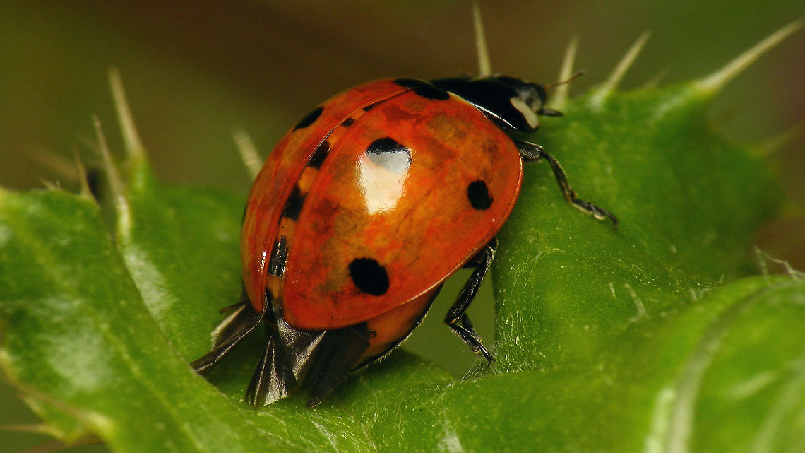 Coccinella septempunctata - w. parasite? While in the field and quickly taking some shots of what appeared to be a wet and damaged individual I didn&#039;t pay enough attention, but looking at the photos it would seem this one may well have been carrying some endoparasite - the wings seem to be pressed appart by the bloated abdomen. In hindsight there were more individuals at the same location with similar &quot;damage&quot; (hind wings sticking out and elytra slightly open).<br />
Will go back and try to find one or two and let it &quot;develop&quot;.  Coccinella,Coccinella septempunctata,Coccinellidae,Coccinellinae,Coleoptera,Geotagged,Netherlands,Seven-spotted Lady Beetle,nl: Zevenstippelig lieveheersbeestje,parasitism