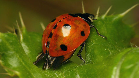 Coccinella septempunctata - w. parasite? While in the field and quickly taking some shots of what appeared to be a wet and damaged individual I didn't pay enough attention, but looking at the photos it would seem this one may well have been carrying some endoparasite - the wings seem to be pressed appart by the bloated abdomen. In hindsight there were more individuals at the same location with similar "damage" (hind wings sticking out and elytra slightly open).
Will go back and try to find one or two and let it "develop".  Coccinella,Coccinella septempunctata,Coccinellidae,Coccinellinae,Coleoptera,Geotagged,Netherlands,Seven-spotted Lady Beetle,nl: Zevenstippelig lieveheersbeestje,parasitism