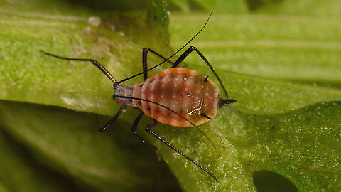 Macrosiphoniella tanacetaria - Pink I'm pretty sure I have the right species name here and it is said to be greenish or pinkish, but I find mostly images of green specimen or half green/pink but only very limited amounts of such clearly all pink individuals or groups. Will try to check with a specialist, or ID one under the microscope to be sure ... Aphididae,Aphidoidea,Geotagged,Macrosiphoniella,Macrosiphoniella tanacetaria,Netherlands,Sternorrhyncha,Tanacetum vulgare,Tansy aphid,nl: Boerenwormkruidluis