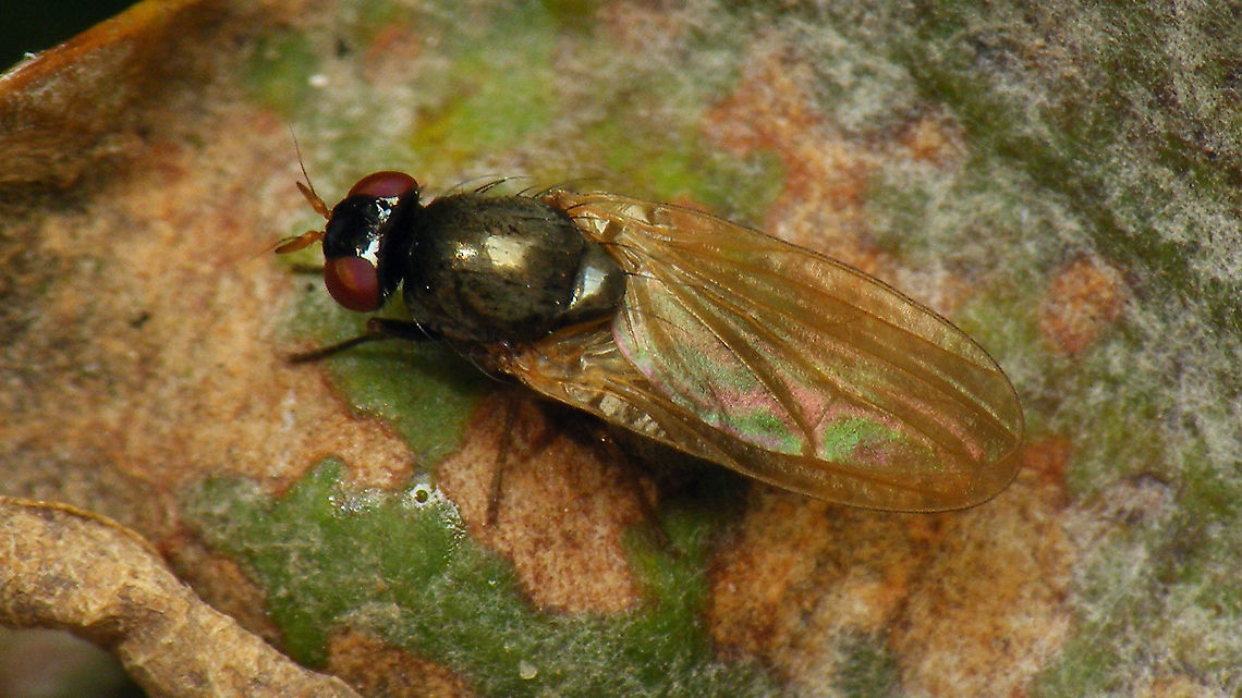 Calliopum sp. probably, dorsal Philip Booker's upload (below) inspired me to try and shoot one of these today<br />
<a href="https://www.jungledragon.com/image/103110/calliopum_lauxaniidae_fly.html" rel="nofollow">https://www.jungledragon.com/image/103110/calliopum_lauxaniidae_fly.html</a><br />
Silly, knowing that there is little or no chance of a proper ID. But hey - they do have nice eyes :o)<br />
Lateral shot here:<br />
<figure class="photo"><a href="https://www.jungledragon.com/image/103188/calliopum_sp._-_lateral.html" title="Calliopum sp. - Lateral"><img src="https://s3.amazonaws.com/media.jungledragon.com/images/3043/103188_thumb.jpg?AWSAccessKeyId=05GMT0V3GWVNE7GGM1R2&Expires=1770854410&Signature=LBHVjqPLcp2QkLAABGWg1tlE1tY%3D" width="200" height="114" alt="Calliopum sp. - Lateral Philip Booker's upload (below) inspired me to try and shoot one of these today<br />
https://www.jungledragon.com/image/103110/calliopum_lauxaniidae_fly.html<br />
Silly, knowing that there is little or no chance of a proper ID. But hey - they do have nice eyes :o)<br />
Dorsal shot here<br />
https://www.jungledragon.com/image/103187/calliopum_sp._probably_dorsal.html<br />
Will throw it at the folks at diptera.info to see if they at least agree on Calliopum sp. <br />
Result: Calliopum sp. indeed - either C. aeneum or simillimum, with slight preference toward aeneum but proper ID requires looking at the genitalia.<br />
 Brachycera,Calliopum,Diptera,Geotagged,Lauxaniidae,Netherlands" /></a></figure><br />
Will throw it at the folks at diptera.info to see if they at least agree on Calliopum sp. <br />
Result: Calliopum sp. indeed - either C. aeneum or simillimum, with slight preference toward aeneum but proper ID requires looking at the genitalia. Brachycera,Calliopum,Diptera,Geotagged,Lauxaniidae,Netherlands