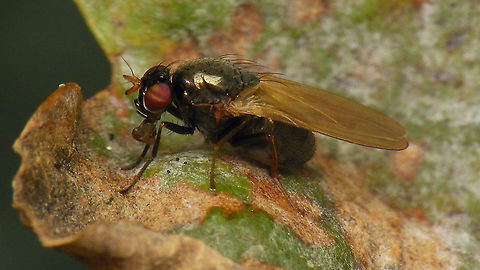 Calliopum sp. - Lateral Philip Booker's upload (below) inspired me to try and shoot one of these today
https://www.jungledragon.com/image/103110/calliopum_lauxaniidae_fly.html
Silly, knowing that there is little or no chance of a proper ID. But hey - they do have nice eyes :o)
Dorsal shot here
https://www.jungledragon.com/image/103187/calliopum_sp._probably_dorsal.html
Will throw it at the folks at diptera.info to see if they at least agree on Calliopum sp. 
Result: Calliopum sp. indeed - either C. aeneum or simillimum, with slight preference toward aeneum but proper ID requires looking at the genitalia.
 Brachycera,Calliopum,Diptera,Geotagged,Lauxaniidae,Netherlands