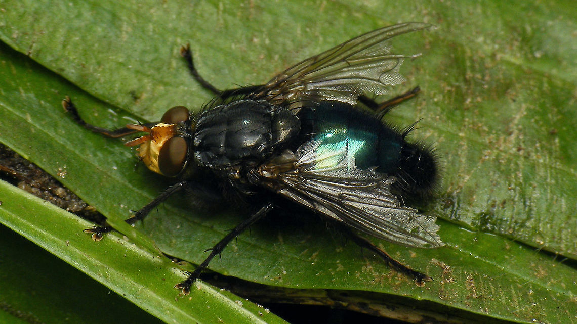 Cynomya mortuorum - Worn wings Constantly on the move, but never flying further than a foot or so. Not sure if it was due the cold or the wings being so worn ... Brachycera,Calliphoridae,Cynomya,Cynomya mortuorum,Diptera,Geotagged,Netherlands,nl: Lijkenvlieg