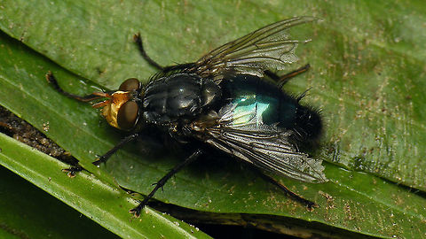Cynomya mortuorum - Worn wings Constantly on the move, but never flying further than a foot or so. Not sure if it was due the cold or the wings being so worn ... Brachycera,Calliphoridae,Cynomya,Cynomya mortuorum,Diptera,Geotagged,Netherlands,nl: Lijkenvlieg