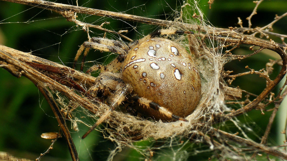 Araneus quadratus Nice phat specimen, around 25mm... Arachnida,Araneae,Araneus,Araneus quadratus,Four-spot orb-weaver,Geotagged,Netherlands,nl: Viervlekwielwebspin