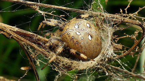 Araneus quadratus Nice phat specimen, around 25mm... Arachnida,Araneae,Araneus,Araneus quadratus,Four-spot orb-weaver,Geotagged,Netherlands,nl: Viervlekwielwebspin