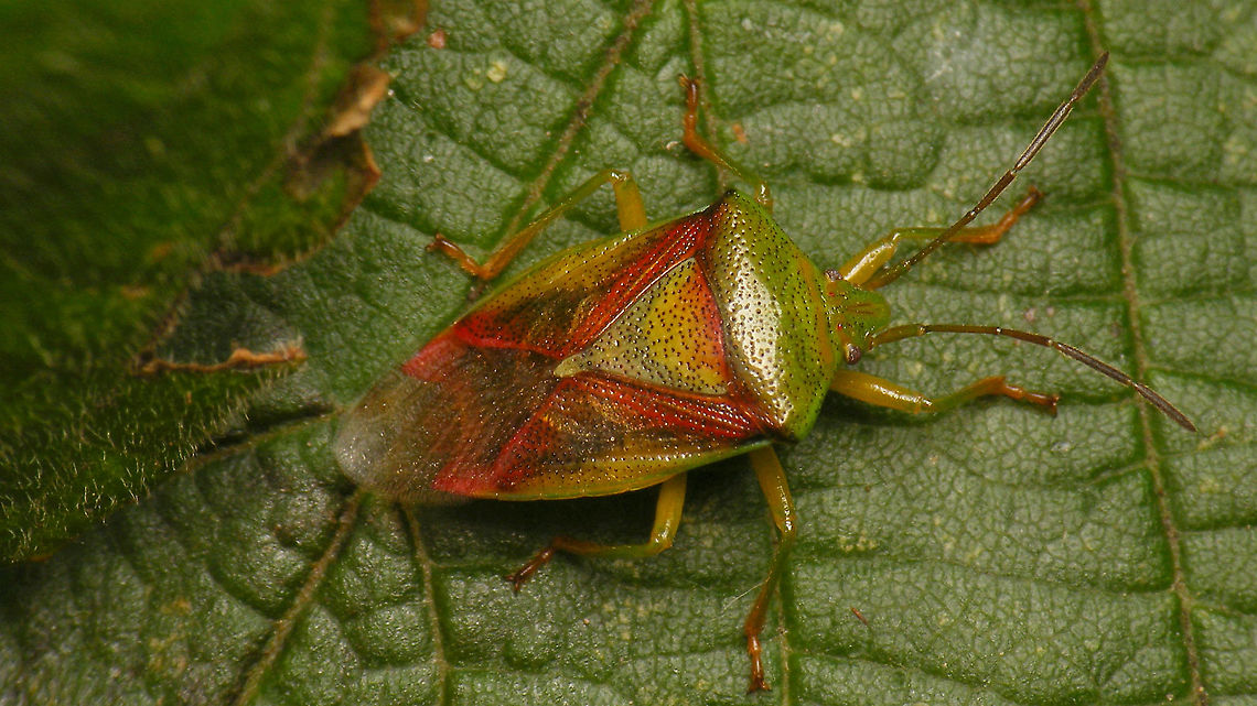 Elasmostethus interstinctus  Acanthosomatidae,Birch shieldbug,Elasmostethus,Elasmostethus interstinctus,Geotagged,Netherlands,Pentatomoidea,nl: Berkenkielwants