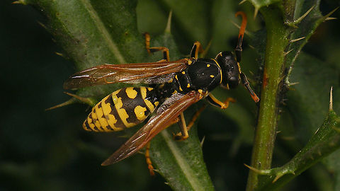 Polistes dominula - Dorsal  Apocrita,European paper wasp,Geotagged,Netherlands,Polistes,Polistes dominula,Vespidae,Vespinae,Vespoidea,nl: Franse veldwesp