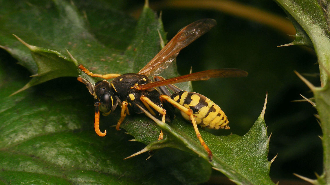 Polistes dominula - Lateral  Apocrita,European paper wasp,Geotagged,Netherlands,Polistes,Polistes dominula,Vespidae,Vespinae,Vespoidea,nl: Franse veldwesp