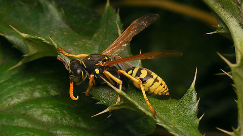 Polistes dominula - Lateral  Apocrita,European paper wasp,Geotagged,Netherlands,Polistes,Polistes dominula,Vespidae,Vespinae,Vespoidea,nl: Franse veldwesp
