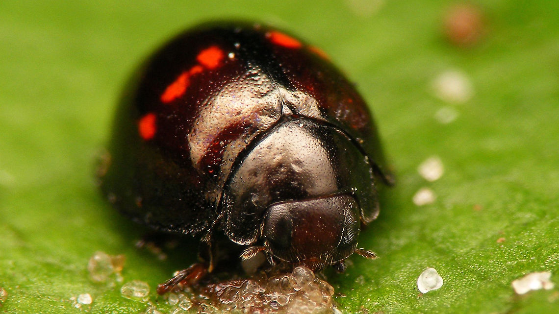 Chilocorus bipustulatus - Portrait  Chilocorinae,Chilocorus,Chilocorus bipustulatus,Coccinellidae,Heather ladybird,Jane's garden,Netherlands,nl: Heidelieveheersbeestje