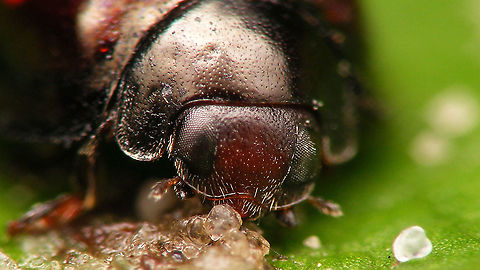 Chilocorus bipustulatus - Detail of head  Chilocorinae,Chilocorus,Chilocorus bipustulatus,Coccinellidae,Heather ladybird,Jane's garden,Netherlands,compound eyes,nl: Heidelieveheersbeestje