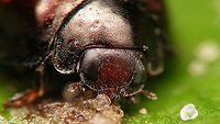 Chilocorus bipustulatus - Detail of head  Chilocorinae,Chilocorus,Chilocorus bipustulatus,Coccinellidae,Heather ladybird,Jane's garden,Netherlands,compound eyes,nl: Heidelieveheersbeestje