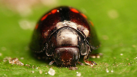 Chilocorus bipustulatus - Mugshot Remark: This image was also used on page 20 in the book "Marienkäfer, Coccinellidae" (5th edition, 2022) by Klausnitzer et al. Die Neue Brehm-Bücherei, Band 451. https://www.neuebrehm.de/buecher/766-marienkaefer Chilocorinae,Chilocorus,Chilocorus bipustulatus,Coccinellidae,Heather ladybird,Jane's garden,Netherlands,nl: Heidelieveheersbeestje