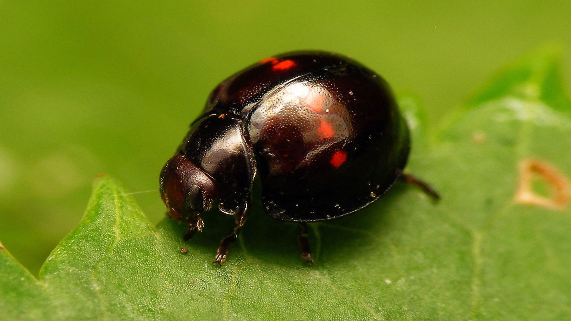 Chilocorus bipustulatus  Chilocorinae,Chilocorus,Chilocorus bipustulatus,Coccinellidae,Heather ladybird,Jane's garden,Netherlands,nl: Heidelieveheersbeestje
