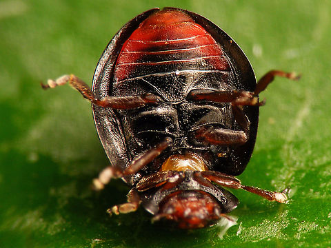 Chilocorus bipustulatus - Ventral  Chilocorinae,Chilocorus,Chilocorus bipustulatus,Coccinellidae,Heather ladybird,Jane's garden,Netherlands,nl: Heidelieveheersbeestje