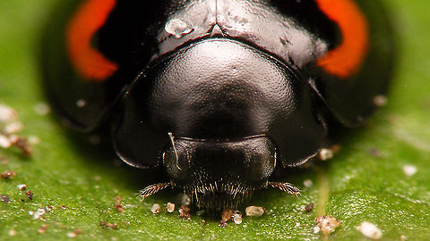 Exochomus quadripustulatus - Mugshot  Chilocorinae,Coccinellidae,Coleoptera,Exochomus,Exochomus quadripustulatus,Jane's garden,Pine Ladybird,nl: Viervleklieveheersbeestje