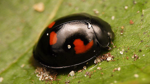 Exochomus quadripustulatus  Chilocorinae,Coccinellidae,Coleoptera,Exochomus,Exochomus quadripustulatus,Jane's garden,Pine Ladybird,nl: Viervleklieveheersbeestje