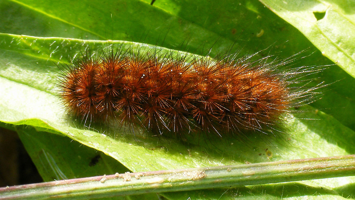 Phragmatobia fuliginosa - Caterpillar  Arctiina,Arctiinae,Arctiini,Caterpillar,Erebidae,Geotagged,Netherlands,Noctuoidea,Phragmatobia,Phragmatobia fuliginosa,Ruby tiger,nl: Kleine beer