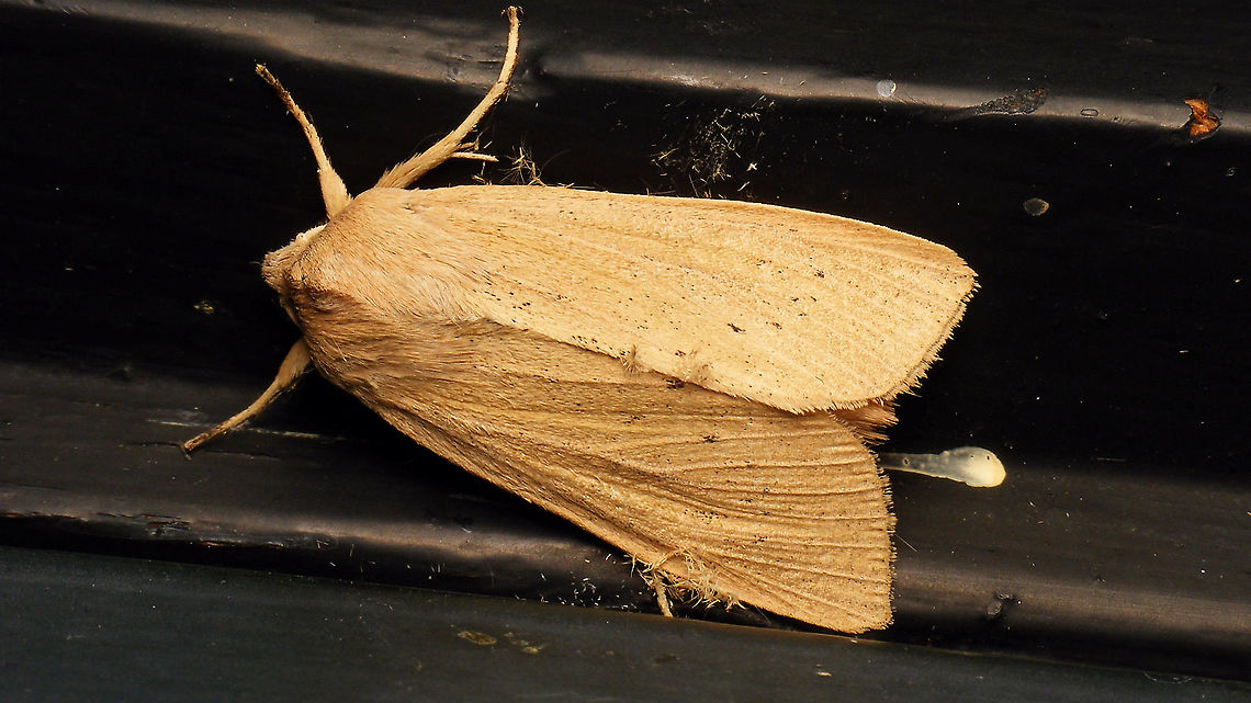 Rhizedra lutosa  Alerdinck,Apameina,Apameini,Lepidoptera,Moth,Noctuidae,Noctuinae,Noctuoidea,Rhizedra,Rhizedra lutosa,nl: Herfstrietboorder