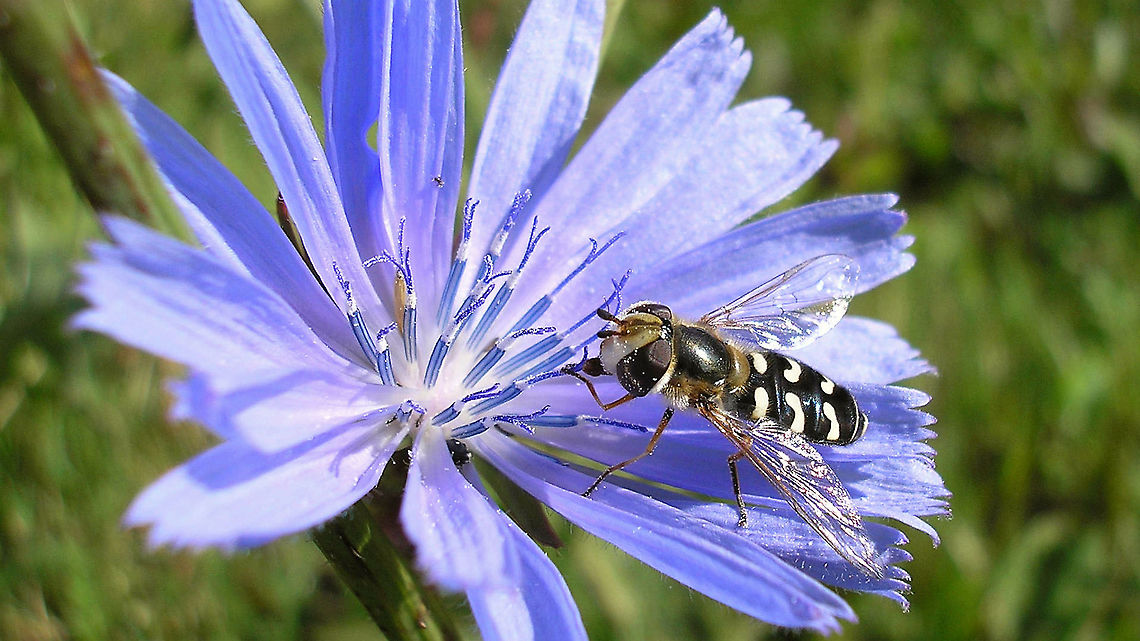 Scaeva pyrastri on Common chicory Old image (2006) taken some place in Denmark. I was somewhat surprised to find it had been used in a "spiritual"(?) book about flowers, to illustrate Chicory:<br />
Mary Ann Antenucci (2013) Essences of Nature: Botanical Remedies for Growth and Empowerment. (page 140)<br />
<a href="https://books.google.nl/books?id=WcwCAQAAQBAJ&amp;pg=PA140" rel="nofollow">https://books.google.nl/books?id=WcwCAQAAQBAJ&amp;pg=PA140</a><br />
In the book it is referenced to be taken from my uploads at Wikimedia Commons:<br />
<a href="https://commons.wikimedia.org/wiki/File:Halvemaanzweefvlieg_wit_(Scaeva_pyrastri)_04.jpg" rel="nofollow">https://commons.wikimedia.org/wiki/File:Halvemaanzweefvlieg_wit_(Scaeva_pyrastri)_04.jpg</a> Cichorium intybus,Common chicory,Scaeva pyrastri,Syrphidae,nl: Halvemaanzweefvlieg