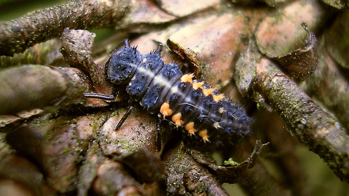 Harmonia quadripunctata - L4 Last (4th) stadium larva of the Cream-streaked Ladybird.<br />
Old image (2007) used in a booklet about Ladybirds and their larvae:<br />
Baugn&eacute;e et al. &amp; Segers (ed.) (2011) Velddeterminatietabel voor de lieveheersbeestjes van Belgi&euml; en Nederland.<br />
<a href="https://books.google.nl/books?id=3WFP7QnxRSIC" rel="nofollow">https://books.google.nl/books?id=3WFP7QnxRSIC</a><br />
 Coccinellidae,Coccinellinae,Coleoptera,Cream-streaked Ladybird,Geotagged,Harmonia,Harmonia quadripunctata,Ladybird,Larva,Netherlands,nl: Harlekijnlieveheersbeestje