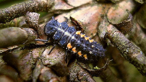 Harmonia quadripunctata - L4 Last (4th) stadium larva of the Cream-streaked Ladybird.
Old image (2007) used in a booklet about Ladybirds and their larvae:
Baugn&eacute;e et al. & Segers (ed.) (2011) Velddeterminatietabel voor de lieveheersbeestjes van Belgi&euml; en Nederland.
https://books.google.nl/books?id=3WFP7QnxRSIC
 Coccinellidae,Coccinellinae,Coleoptera,Cream-streaked Ladybird,Geotagged,Harmonia,Harmonia quadripunctata,Ladybird,Larva,Netherlands,nl: Harlekijnlieveheersbeestje