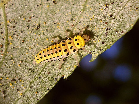 Halyzia sedecimguttata - Larva Old image (2007) used in a booklet about Ladybirds and their larvae:
Baugnée et al. & Segers (ed.) (2011) Velddeterminatietabel voor de lieveheersbeestjes van België en Nederland.
https://books.google.nl/books?id=3WFP7QnxRSIC Coccinellidae,Coccinellinae,Coleoptera,Geotagged,Halyzia,Halyzia sedecimguttata,Ladybird,Larva,Netherlands,Orange Ladybird,nl: Meeldauwlieveheersbeestje