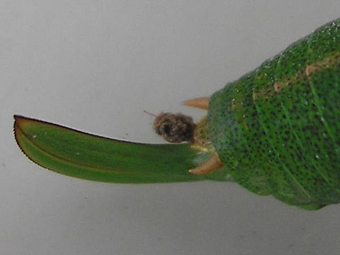 Leptophyes punctatissima fem rear - HH20060810 27 Couldn't believe it when I saw this old image (2006) was actually used in a book :-?  But hey, there it is ...
David B. Rivers (2017) Insects: Evolutionary Success, Unrivaled Diversity, and World Domination. JHU Press
https://books.google.nl/books?id=EyfJDgAAQBAJ&pg=PA231 Ensifera,Geotagged,Germany,Leptophyes,Leptophyes punctatissima,Orthoptera,Phaneropteridae,Speckled bush-cricket,Tettigonioidea,nl: Struiksprinkhaan