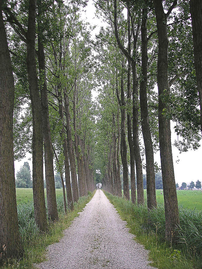 Hazerswoude - Lane lined with Poplar trees One of the first photos that I ever got word of that it was used in a book (some esoteric publication I think it was) - can't find it back now. Meantime it has been used on many websites about Poplar or commercial production of wood etc. Fun to see how a mediocre image like this "travels" and gets re-used or re-mixed :o)<br />
One author used it as an illustration with a nice little poem:<br />
<a href="https://www.zeelandnet.nl/weblog/flappie/bericht/157751" rel="nofollow">https://www.zeelandnet.nl/weblog/flappie/bericht/157751</a><br />
<a href="https://www.nemokennislink.nl/publicaties/belgische-bomen-maken-biobrandstof/" rel="nofollow">https://www.nemokennislink.nl/publicaties/belgische-bomen-maken-biobrandstof/</a><br />
<a href="https://www.futura-sciences.com/planete/actualites/botanique-arbres-ogm-faciliter-production-papier-53276/" rel="nofollow">https://www.futura-sciences.com/planete/actualites/botanique-arbres-ogm-faciliter-production-papier-53276/</a><br />
... Distichocera fuliginosa,Poplar,Populus,nl: Populier
