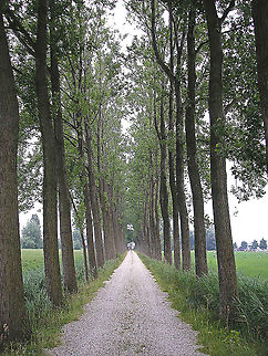 Hazerswoude - Lane lined with Poplar trees One of the first photos that I ever got word of that it was used in a book (some esoteric publication I think it was) - can't find it back now. Meantime it has been used on many websites about Poplar or commercial production of wood etc. Fun to see how a mediocre image like this "travels" and gets re-used or re-mixed :o)
One author used it as an illustration with a nice little poem:
https://www.zeelandnet.nl/weblog/flappie/bericht/157751
https://www.nemokennislink.nl/publicaties/belgische-bomen-maken-biobrandstof/
https://www.futura-sciences.com/planete/actualites/botanique-arbres-ogm-faciliter-production-papier-53276/
... Distichocera fuliginosa,Poplar,Populus,nl: Populier