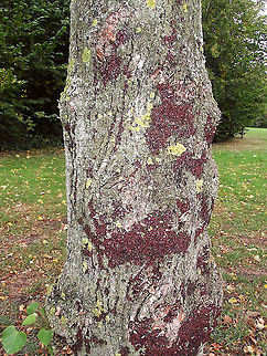 Oxycarenus lavaterae on Tilia Very grainy snapshot of Linden tree (Tilia) with large population of Oxycarenus lavaterae.
Image was used in various publications addressing the first records of a population of this species in the Netherlands as well as in a field guide:
https://www.researchgate.net/publication/318502240_Nieuwe_en_interessante_Nederlandse_wantsen_VII_Hemiptera_Heteroptera_New_and_interesting_Dutch_bugs_VII_Hemiptera_Heteroptera
https://www.floron.nl/Portals/1/Downloads/Vrijwilligersdag Brabant 2017/Lezing 5 Wantsenatlas.pdf?ver=2017-05-29-145245-410  Hemiptera,Heteroptera,Lygaeidae,Netherlands,Oxycareninae,Oxycarenus,Oxycarenus lavaterae,Tilia,nl: Lindenspitskop