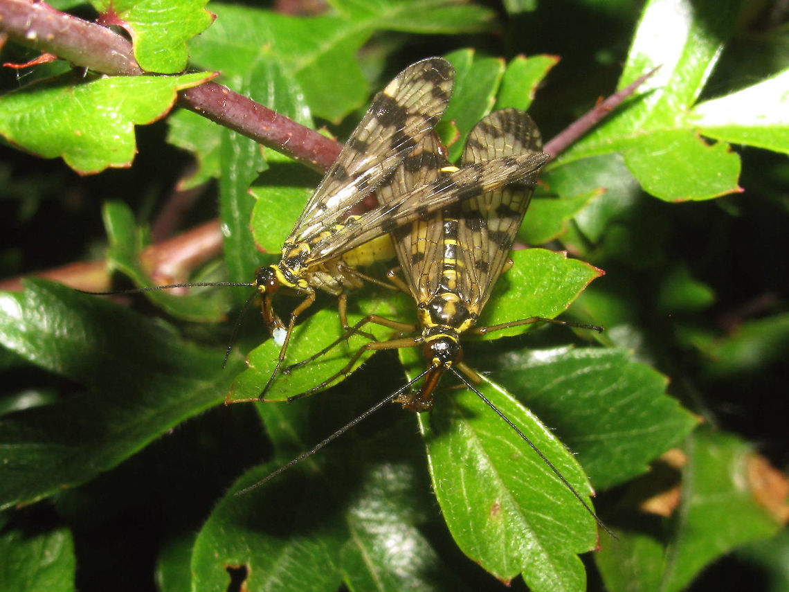 Panorpa vulgaris copula A somewhat older image showing a copula with the following details:<br />
- the female (on the right) is chewing away a dead insect provided to her as a &quot;nuptial gift&quot;<br />
- meantime the male (on the left) is producing a blob of salival mass to give to her when she is done eating the initial nuptial gift, so the copula may be continued.<br />
The image below shows another tactic of the male: Clamping the wing of the female with his notal organ so she can&#039;t get away:<br />
<figure class="photo"><a href="https://www.jungledragon.com/image/62386/panorpa_vulgaris_in_copula_-_notal_organ_and_salival_mass_nuptial_gift.html" title="Panorpa vulgaris in copula - notal organ and salival mass nuptial gift"><img src="https://s3.amazonaws.com/media.jungledragon.com/images/3043/62386_thumb.jpg?AWSAccessKeyId=05GMT0V3GWVNE7GGM1R2&Expires=1759968010&Signature=%2BG762Mgkg7JVvglUSudAHK6QtKo%3D" width="200" height="150" alt="Panorpa vulgaris in copula - notal organ and salival mass nuptial gift Image of a copula of Panorpa vulgaris showing some interesting details:<br />
<br />
Circle: The male is clamping the fore wing of the female with his notal organ. This prevents her from breaking up the copula (she would damage her wing!)<br />
<br />
White blob: Male Scorpionflies will provide a female with a nuptial gift in the form of some dead insect for her to consume during copula. In order to make the copula last longer the male can also produce blobs of salival mass during copula and offer these to her when the dead insect is finished. In this image I had disturbed the lovers a tad so they had turned around, hence the salival mass is now behind them, but normally would be in front of the female ready for her to consume.<br />
 Copulation,Meadow Scorpionfly,Mecoptera,Panorpa,Panorpa ID help,Panorpa vulgaris,Panorpidae,Scorpionfly,nuptial gift" /></a></figure><br />
<br />
This image was used in the following publications:<br />
Sara Lewis &amp; Adam South (2012) The Evolution of Animal Nuptial Gifts<br />
<a href="https://ase.tufts.edu/biology/labs/lewis/publications/documents/2012LewisSouth_Advances.pdf" rel="nofollow">https://ase.tufts.edu/biology/labs/lewis/publications/documents/2012LewisSouth_Advances.pdf</a><br />
 <br />
Lewis, Sara &amp; South, Adam &amp; Burns, Robert &amp; Al-Wathiqui, Nooria. (2011). Nuptial gifts. Current biology : CB. 21. R644-5.<br />
<a href="https://www.researchgate.net/publication/51645068_Nuptial_gifts" rel="nofollow">https://www.researchgate.net/publication/51645068_Nuptial_gifts</a> Copulation,Meadow Scorpionfly,Mecoptera,Panorpa,Panorpa vulgaris,Panorpidae,Scorpionfly,nuptial gift
