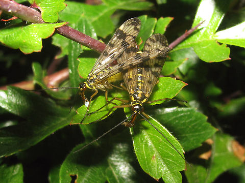 Panorpa vulgaris copula A somewhat older image showing a copula with the following details:
- the female (on the right) is chewing away a dead insect provided to her as a "nuptial gift"
- meantime the male (on the left) is producing a blob of salival mass to give to her when she is done eating the initial nuptial gift, so the copula may be continued.
The image below shows another tactic of the male: Clamping the wing of the female with his notal organ so she can't get away:
https://www.jungledragon.com/image/62386/panorpa_vulgaris_in_copula_-_notal_organ_and_salival_mass_nuptial_gift.html

This image was used in the following publications:
Sara Lewis & Adam South (2012) The Evolution of Animal Nuptial Gifts
https://ase.tufts.edu/biology/labs/lewis/publications/documents/2012LewisSouth_Advances.pdf
 
Lewis, Sara & South, Adam & Burns, Robert & Al-Wathiqui, Nooria. (2011). Nuptial gifts. Current biology : CB. 21. R644-5.
https://www.researchgate.net/publication/51645068_Nuptial_gifts Copulation,Meadow Scorpionfly,Mecoptera,Panorpa,Panorpa vulgaris,Panorpidae,Scorpionfly,nuptial gift