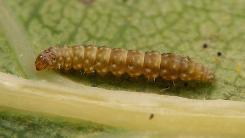 Bucculatrix ulmella - Caterpillar 5-6mm tiny caterpillar Bucculatricidae,Bucculatrix,Bucculatrix ulmella,Caterpillar,Gracillarioidea,Jane's garden,Lepidoptera,nl: Eikenooglapmot