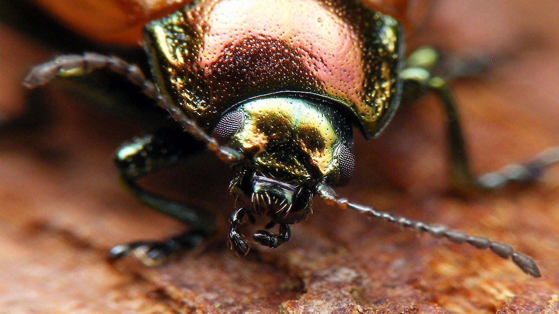 Chrysolina polita - Mouth parts  Chrysolina,Chrysolina polita,Chrysomelidae,Chrysomelinae,Leaf beetle,Netherlands,nl: Moertje