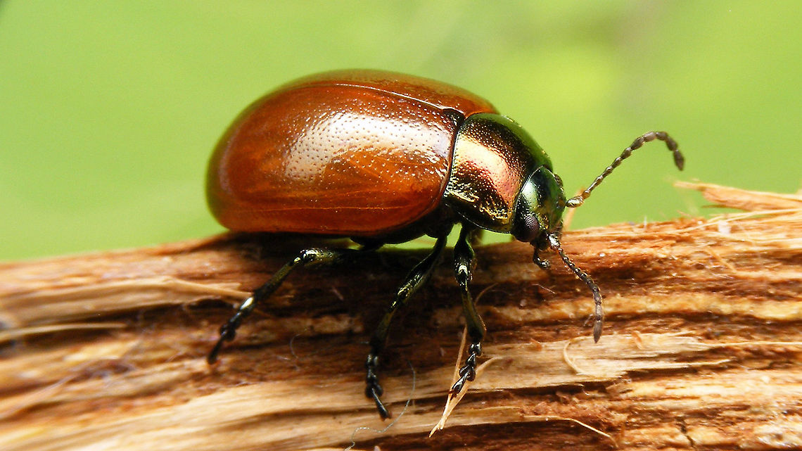 Chrysolina polita - Pale-ish  Chrysolina,Chrysolina polita,Chrysomelidae,Chrysomelinae,Leaf beetle,Netherlands,nl: Moertje