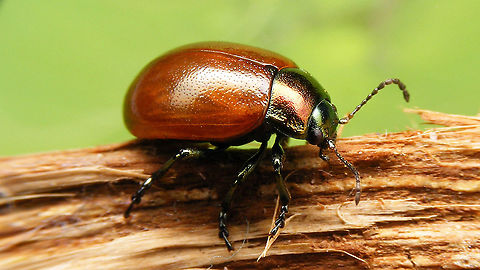 Chrysolina polita - Pale-ish  Chrysolina,Chrysolina polita,Chrysomelidae,Chrysomelinae,Leaf beetle,Netherlands,nl: Moertje
